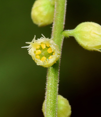 Mitella diphylla