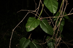 Leichhardtia rostrata