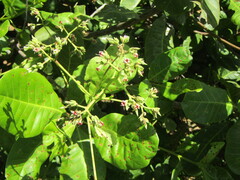 Anacardium occidentale