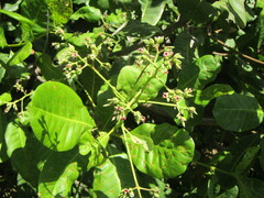 Anacardium occidentale