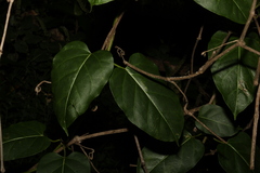 Leichhardtia rostrata