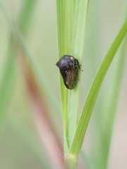 Membracidae
