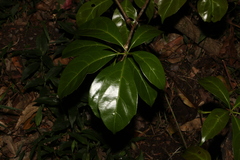 Cissus sterculiifolia
