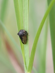 Membracidae