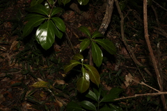 Cissus sterculiifolia