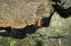 Alpaida gallardoi