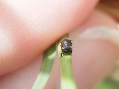 Membracidae