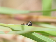 Membracidae