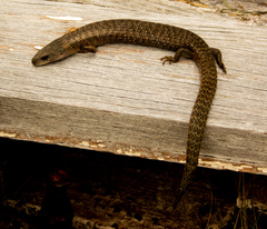 Cyclodomorphus casuarinae