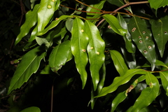 Cinnamomum oliveri