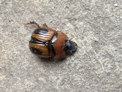 Bolbocerosoma confusum