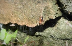 Alpaida gallardoi