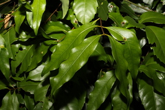 Cinnamomum oliveri