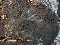 Proliferodiscus pulveraceus