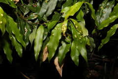 Cinnamomum oliveri