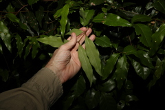 Cinnamomum oliveri