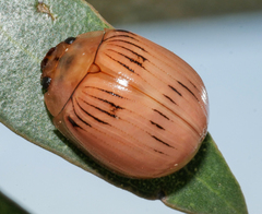 Paropsisterna variabilis