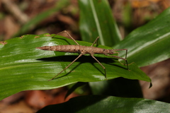 Pachymorpha