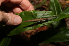 Pachymorpha