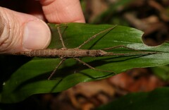 Pachymorpha