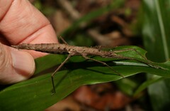 Pachymorpha