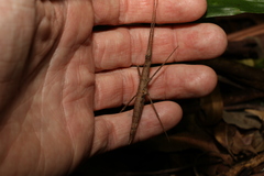 Pachymorpha