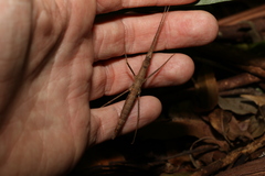 Pachymorpha