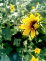 Tithonia tubaeformis
