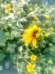 Tithonia tubaeformis