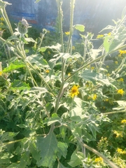 Tithonia tubaeformis