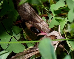 Smerinthus ocellata