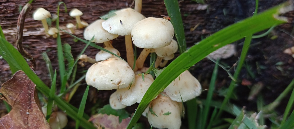 Hypholoma subviride · December 2022 · photo: © mechas (iNaturalist, cc-by-sa)