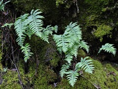 Polypodium glycyrrhiza