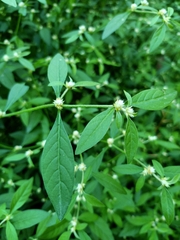Alternanthera bettzickiana