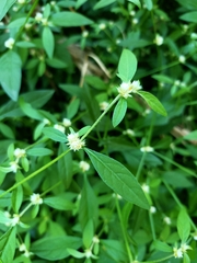 Alternanthera bettzickiana