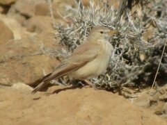 Ammomanes deserti
