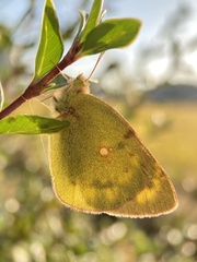 Colias poliographus