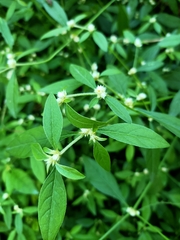 Alternanthera bettzickiana
