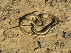 Psammophis schokari