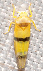 Empoa gillettei