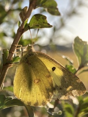 Colias poliographus