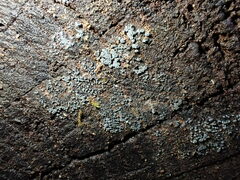 Proliferodiscus pulveraceus