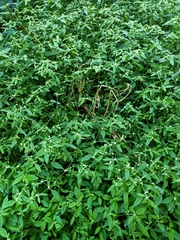 Alternanthera bettzickiana