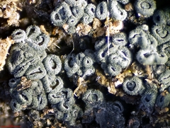 Proliferodiscus pulveraceus