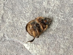 Bolbocerosoma confusum