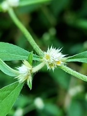 Alternanthera bettzickiana