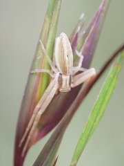 Runcinia acuminata