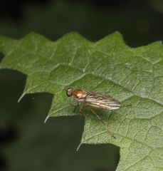 Australoberis refugians