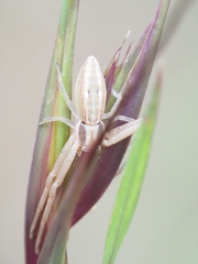 Runcinia acuminata