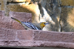 Icterus